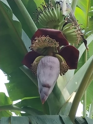 Fleur de banane